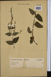Teucrium scorodonia L., Западная Европа (EUR) (Германия)