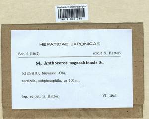 Anthoceros agrestis Paton, Гербарий мохообразных, Мхи - Азия (вне границ бывшего СССР) (BAs) (Япония)