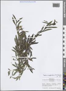 Ива Виноградова A.K.Skvortsov, Восточная Европа, Средневолжский район (E8) (Россия)