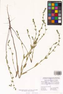 Buglossoides arvensis × rochelii, Восточная Европа, Нижневолжский район (E9) (Россия)