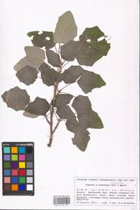 Populus × canescens (Aiton) Sm., Восточная Европа, Московская область и Москва (E4a) (Россия)