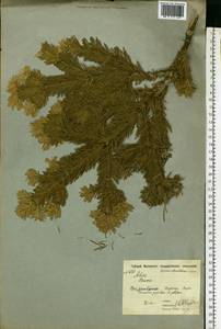 Пихта, Восточная Европа, Московская область и Москва (E4a) (Россия)