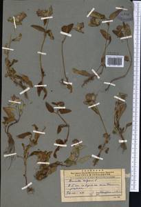 Черноголовка обыкновенная L., Средняя Азия и Казахстан, Памир и Памиро-Алай (M2) (Узбекистан)