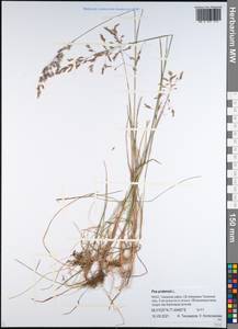 Мятлик луговой L., Сибирь, Западная Сибирь (S1) (Россия)