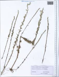 Sedobassia sedoides (Pall.) Freitag & G. Kadereit, Сибирь, Западная Сибирь (S1) (Россия)