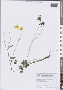 Лютик Тернера, Лютик Турнера Greene, Сибирь, Центральная Сибирь (S3) (Россия)