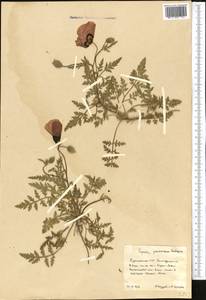 Roemeria ocellata, Средняя Азия и Казахстан, Копетдаг, Бадхыз, Малый и Большой Балхан (M1) (Туркмения)