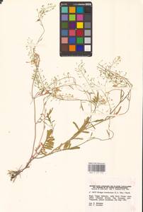 Жерушник короткоплодный (C.A.Mey.) Hayek, Восточная Европа, Нижневолжский район (E9) (Россия)