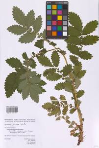 Репешок высокий Wallr., Восточная Европа, Северо-Западный район (E2) (Россия)