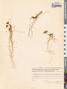 Фиалка толстая (Makino) Makino, Сибирь, Дальний Восток (S6) (Россия)