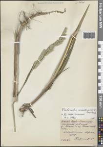 Двукисточник тростниковидный L., Кавказ, Северная Осетия, Ингушетия и Чечня (K1c) (Россия)