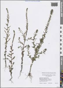 Bassia scoparia var. subvillosa (Moq.) Buttler, Сибирь, Прибайкалье и Забайкалье (S4) (Россия)