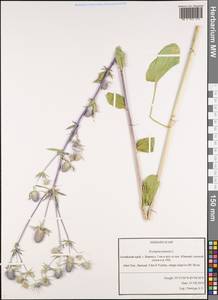 Синеголовник плосколистный L., Сибирь, Алтай и Саяны (S2) (Россия)