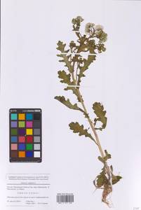 Крестовник обыкновенный L., Восточная Европа, Московская область и Москва (E4a) (Россия)