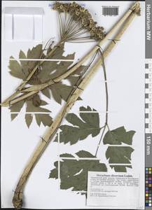 Борщевик рассеченный Ledeb., Сибирь, Дальний Восток (S6) (Россия)