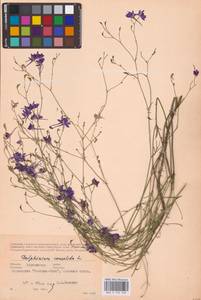 Delphinium consolida subsp. consolida, Восточная Европа, Южно-Украинский район (E12) (Украина)