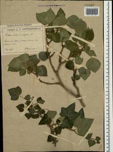 Плющ обыкновенный L., Крым (KRYM) (Россия)