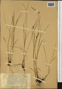 Carex ferruginea Scop., Западная Европа (EUR) (Австрия)