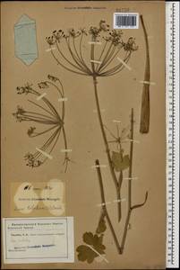 Лазурник трехлопастный (L.) Borkh., Кавказ (без точных местонахождений) (K0)