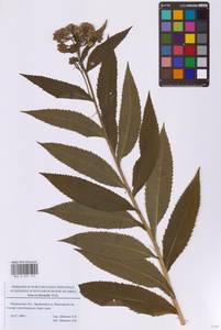 Крестовник приречный L., Восточная Европа, Московская область и Москва (E4a) (Россия)