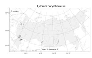 Lythrum borysthenicum, Дербенник днепровский (M. Bieb. ex Schrank) Litv., Атлас флоры России (FLORUS) (Россия)
