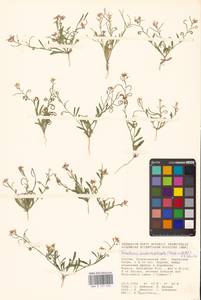 Новочеточник скрученный (Steph.) Hedge & J.Léonard, Восточная Европа, Нижневолжский район (E9) (Россия)