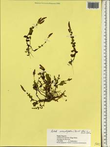 Rotala rotundifolia (Buch.-Ham. ex Roxb.) Koehne, Зарубежная Азия (ASIA) (Непал)