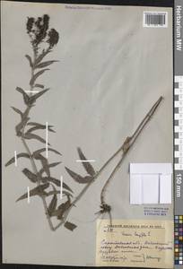 Вероника длиннолистная L., Восточная Европа, Нижневолжский район (E9) (Россия)