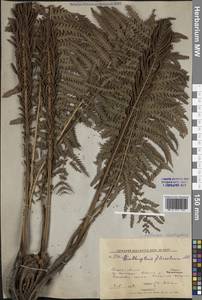 Страусник обыкновенный (L.) Tod., Сибирь, Дальний Восток (S6) (Россия)