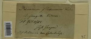 Campylopus flexuosus (Hedw.) Brid., Гербарий мохообразных, Мхи - Западная Европа (BEu) (Германия)