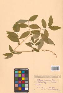 Чина Комарова Ohwi, Сибирь, Дальний Восток (S6) (Россия)