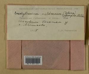 Brachythecium mildeanum (Schimp.) Schimp. ex Milde, Гербарий мохообразных, Мхи - Центральное Нечерноземье (B6) (Россия)