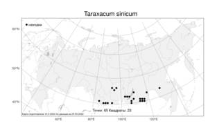 Taraxacum sinicum, Одуванчик китайский Kitag., Атлас флоры России (FLORUS) (Россия)