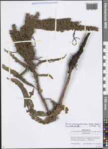 Щавель ложносолончаковый (Borbás) Borbás ex Murb., Восточная Европа, Средневолжский район (E8) (Россия)