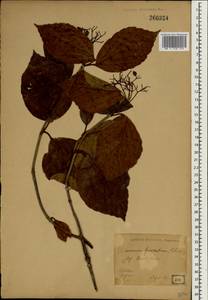Калина вильчатая Blume ex Hook. fil. & Thomson, Зарубежная Азия (ASIA) (Япония)