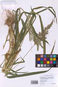 Ежовник обыкновенный, Куриное просо (L.) P.Beauv., Восточная Европа, Московская область и Москва (E4a) (Россия)