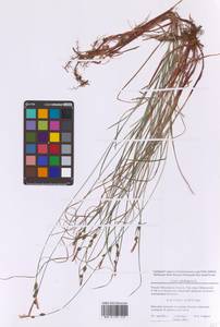 Осока шаровидная L., Восточная Европа, Московская область и Москва (E4a) (Россия)