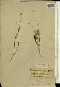Pharnaceum elongatum (DC.) Adamson, Африка (AFR) (ЮАР)
