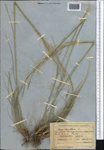 Ковыль волосатик, Тырса L., Средняя Азия и Казахстан, Северный и Центральный Тянь-Шань (M4) (Киргизия)