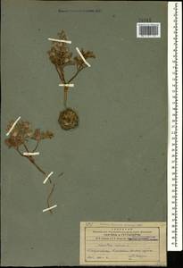 Leontice leontopetalum subsp. armeniaca (B. Boivin) Coode, Кавказ, Азербайджан (K6) (Азербайджан)