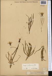Pseudopodospermum pubescens (DC.) Zaika, Sukhor. & N. Kilian, Средняя Азия и Казахстан, Джунгарский Алатау и Тарбагатай (M5) (Казахстан)