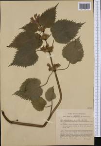 Lamium orvala L., Западная Европа (EUR) (Италия)