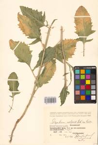 Гулявник волжский M.Bieb. ex E.Fourn., Восточная Европа (без точных пунктов) (E0)