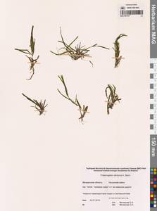 Рдест сибирский A.Benn., Сибирь, Чукотка и Камчатка (S7) (Россия)