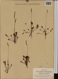 Drosera superrotundifolio-longifolia Gren., Западная Европа (EUR) (Чехия)