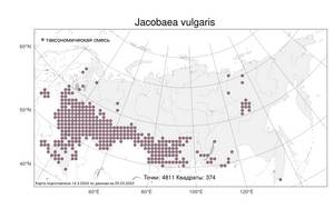 Jacobaea vulgaris, Якобея обыкновенная Gaertn., Атлас флоры России (FLORUS) (Россия)