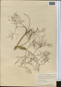 Галагания тонкорассеченная (Regel & Schmalh.) M. G. Vassiljeva & Pimenov, Средняя Азия и Казахстан, Копетдаг, Бадхыз, Малый и Большой Балхан (M1) (Туркмения)