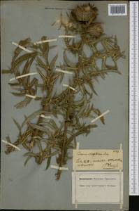 Cirsium eriophorum (L.) Scop., Западная Европа (EUR) (Германия)