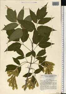 Клен ясенелистный, Клен американский L., Восточная Европа, Центральный лесостепной район (E6) (Россия)