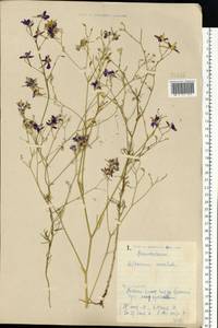 Delphinium consolida subsp. consolida, Восточная Европа, Северо-Украинский район (E11) (Украина)